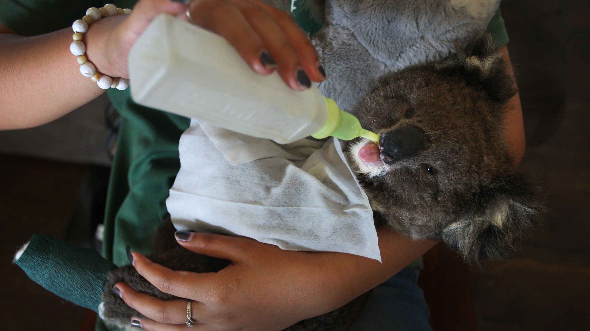 A volunteer wildlife carer feeds an injured koala joey at the Kangaroo Island Wildlife Park in the Parndana region on January 08, 2020 on Kangaroo Island, Australia.