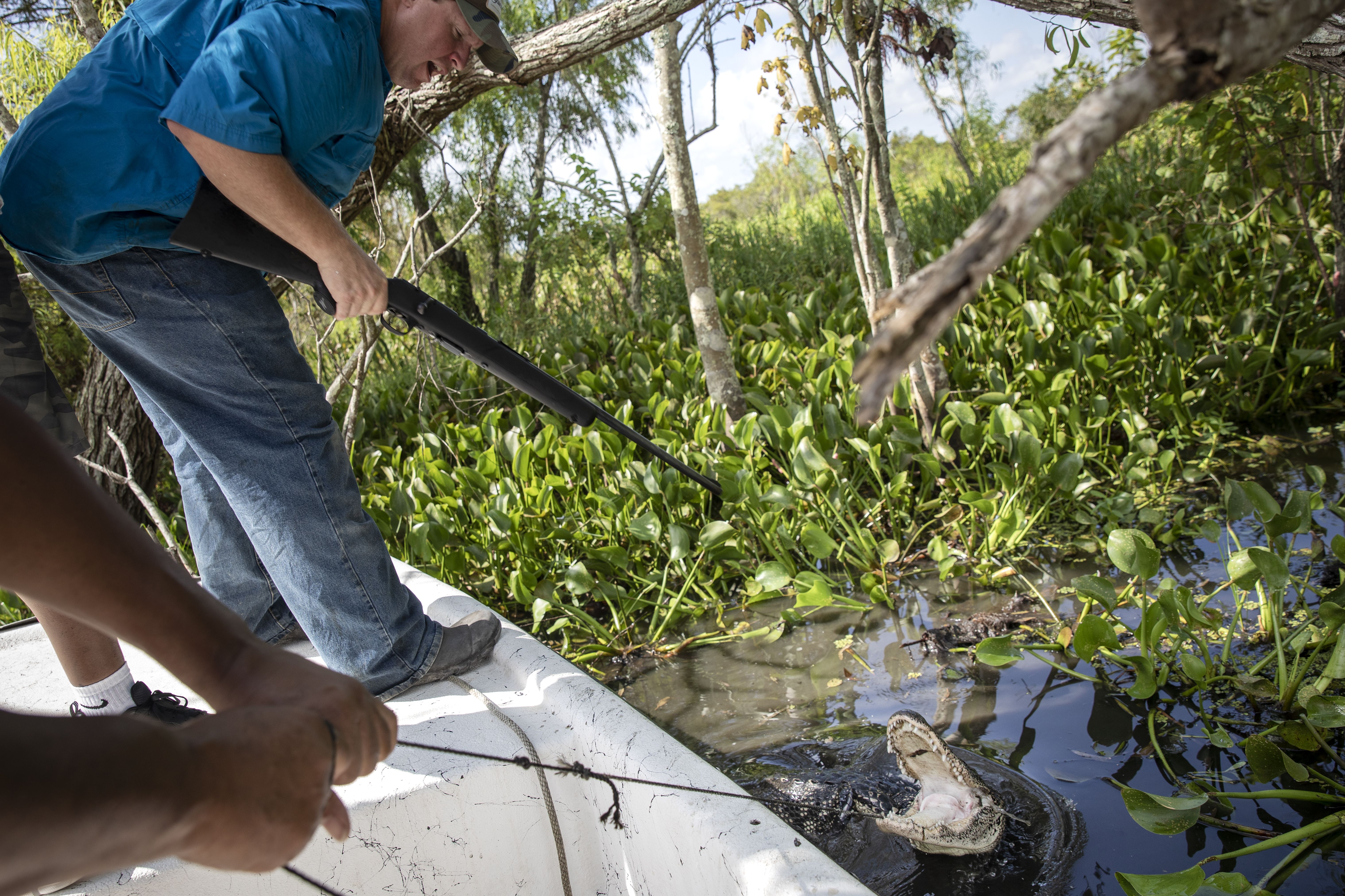  An alligator hunter hunts an alligator in bayou waters in Terrebonne Parish near Houma, Louisiana in 2019
