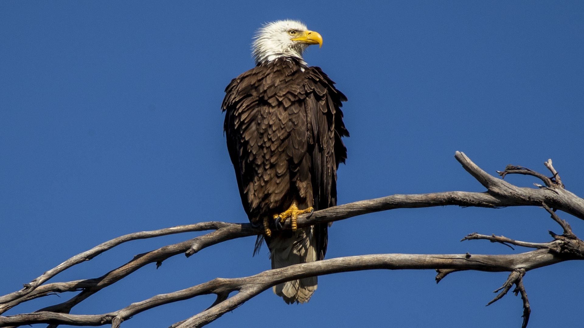 A bald eagle sits on a branch. 