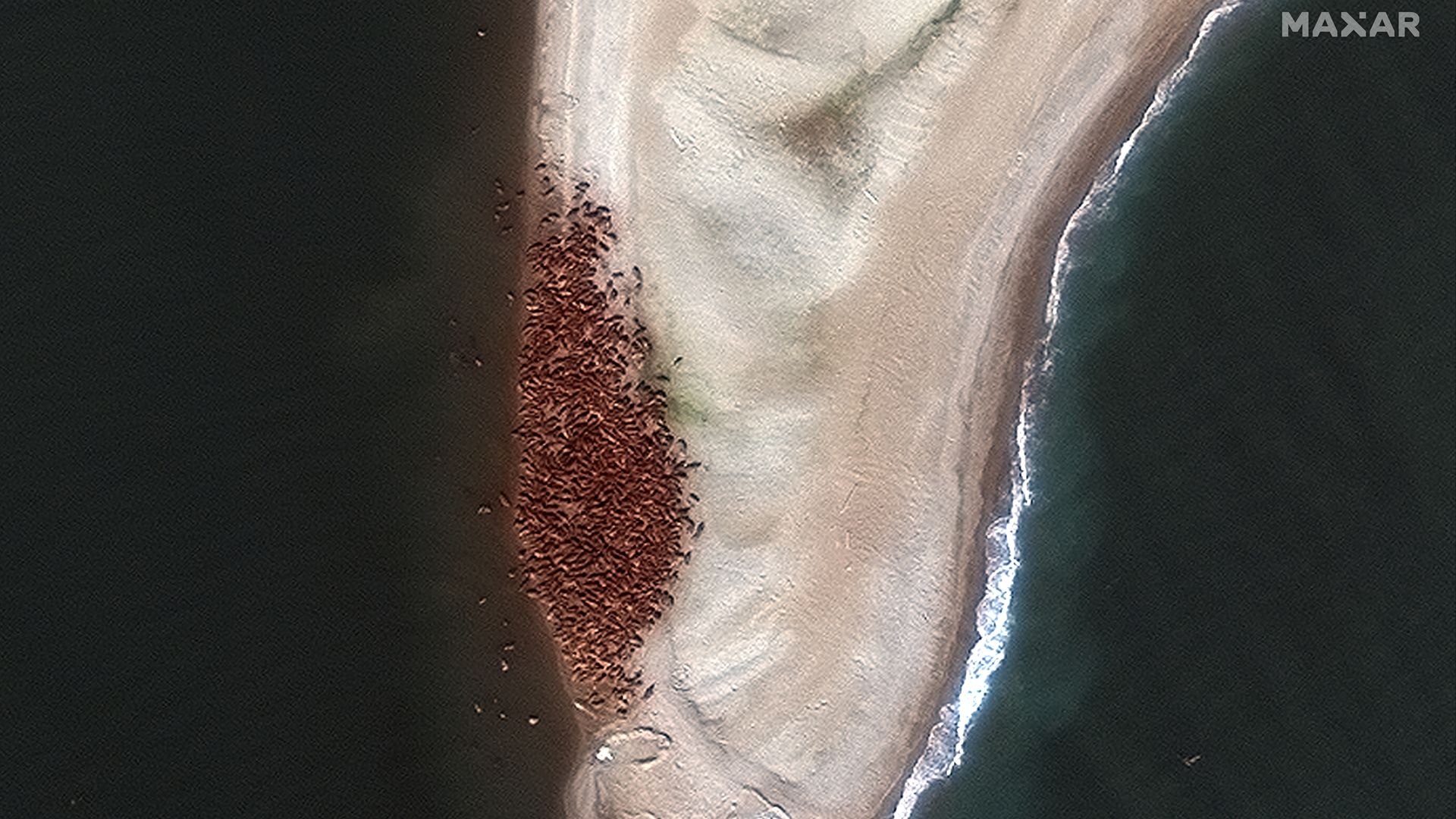 Walruses seen through satellite imagery. Image courtesy of Maxar Technologies.