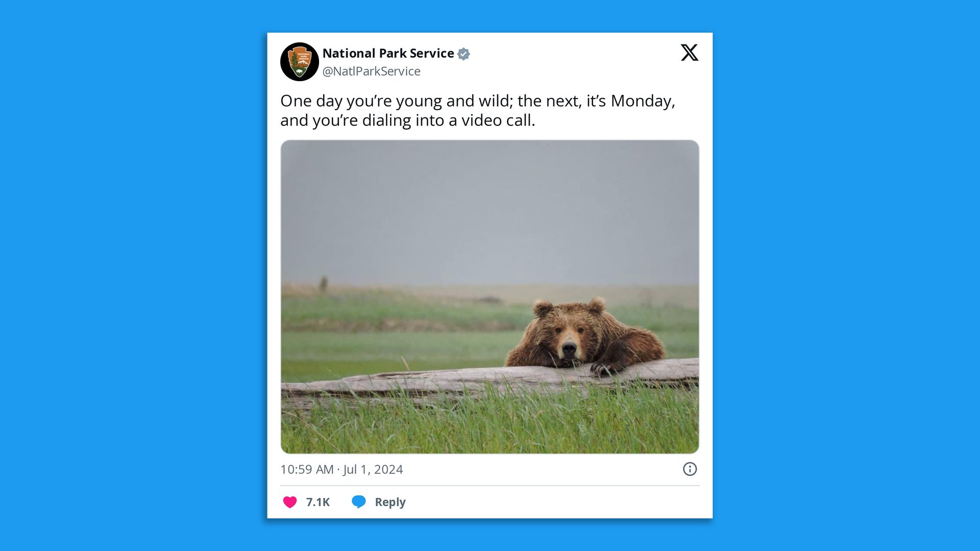 A tweet that reads, "One day you’re young and wild; the next, it’s Monday, and you’re dialing into a video call," with a picture of a bear on a log.