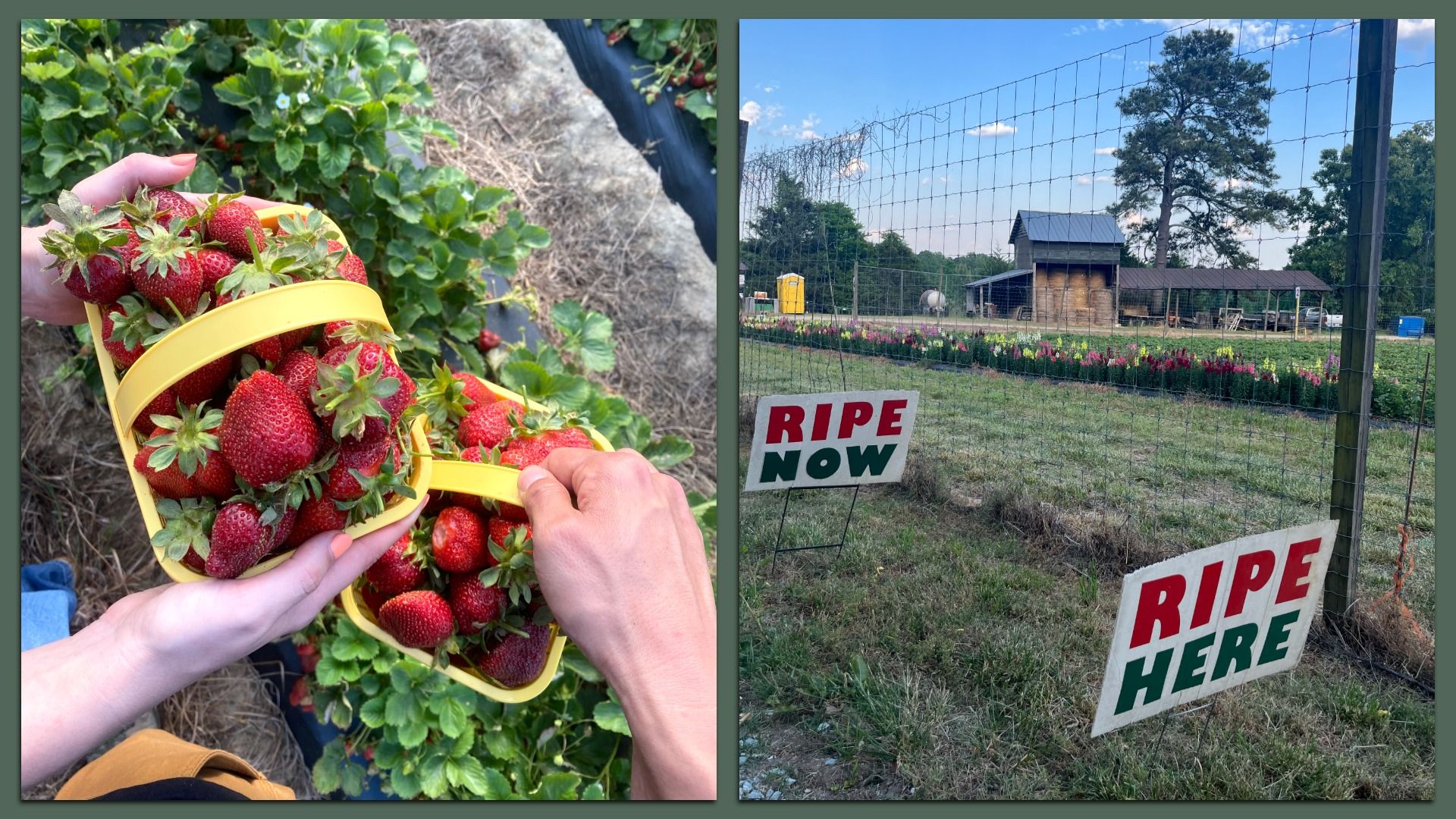 Split image: left shows hands holding a yellow basket overflowing with ripe strawberries among green plants; right shows a farm yard behind a wire fence with a shed and "RIPE NOW"/"RIPE HERE" signs beside flowers.