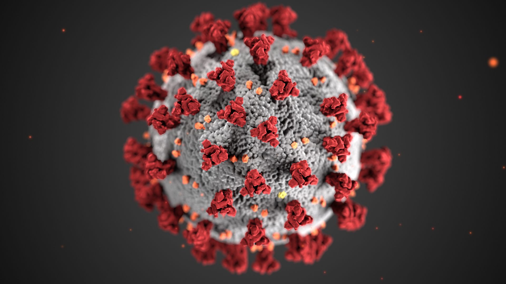 Coronavirus molecule