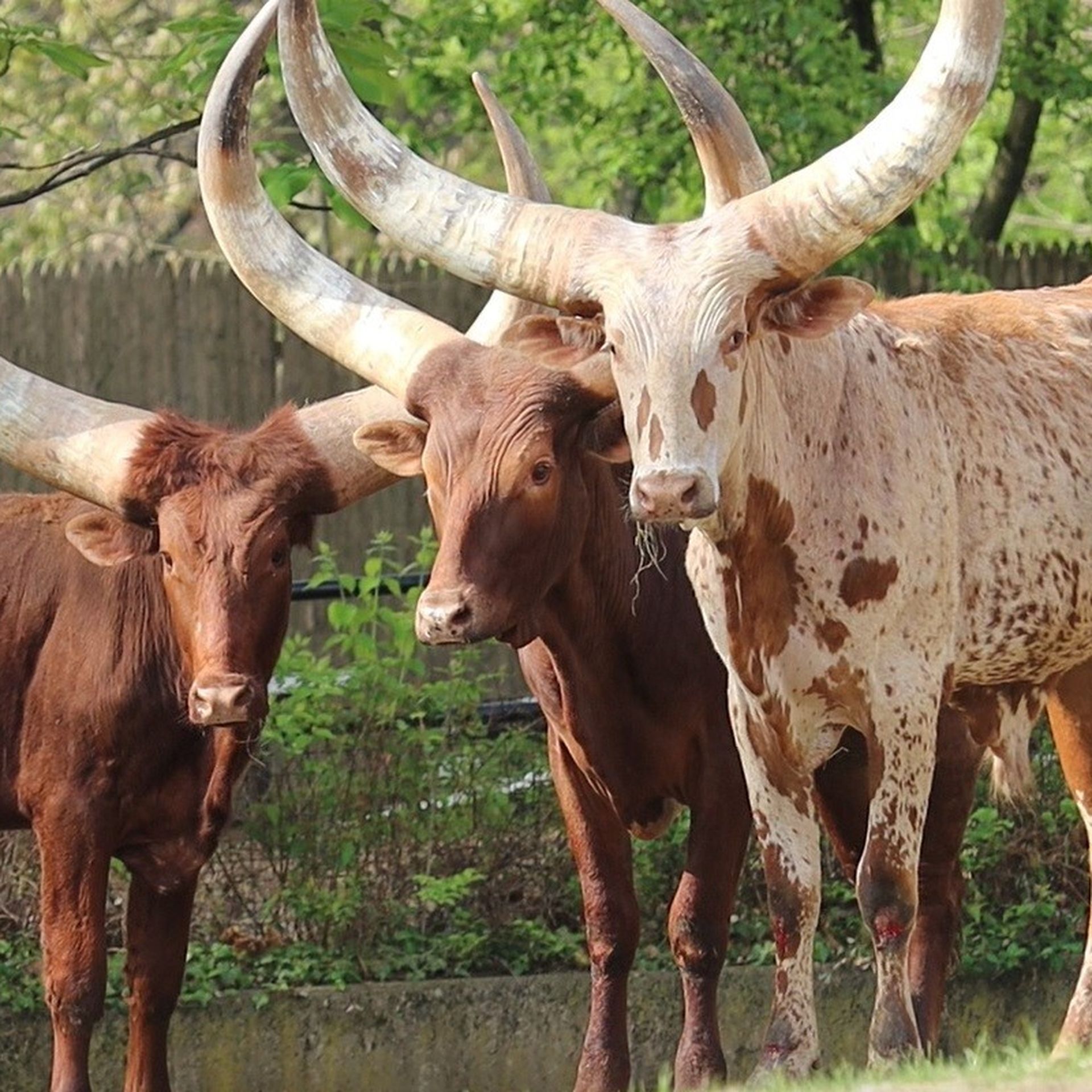 Ankole-Watusi cattle. Photo courtesy of the Philadelphia Zoo