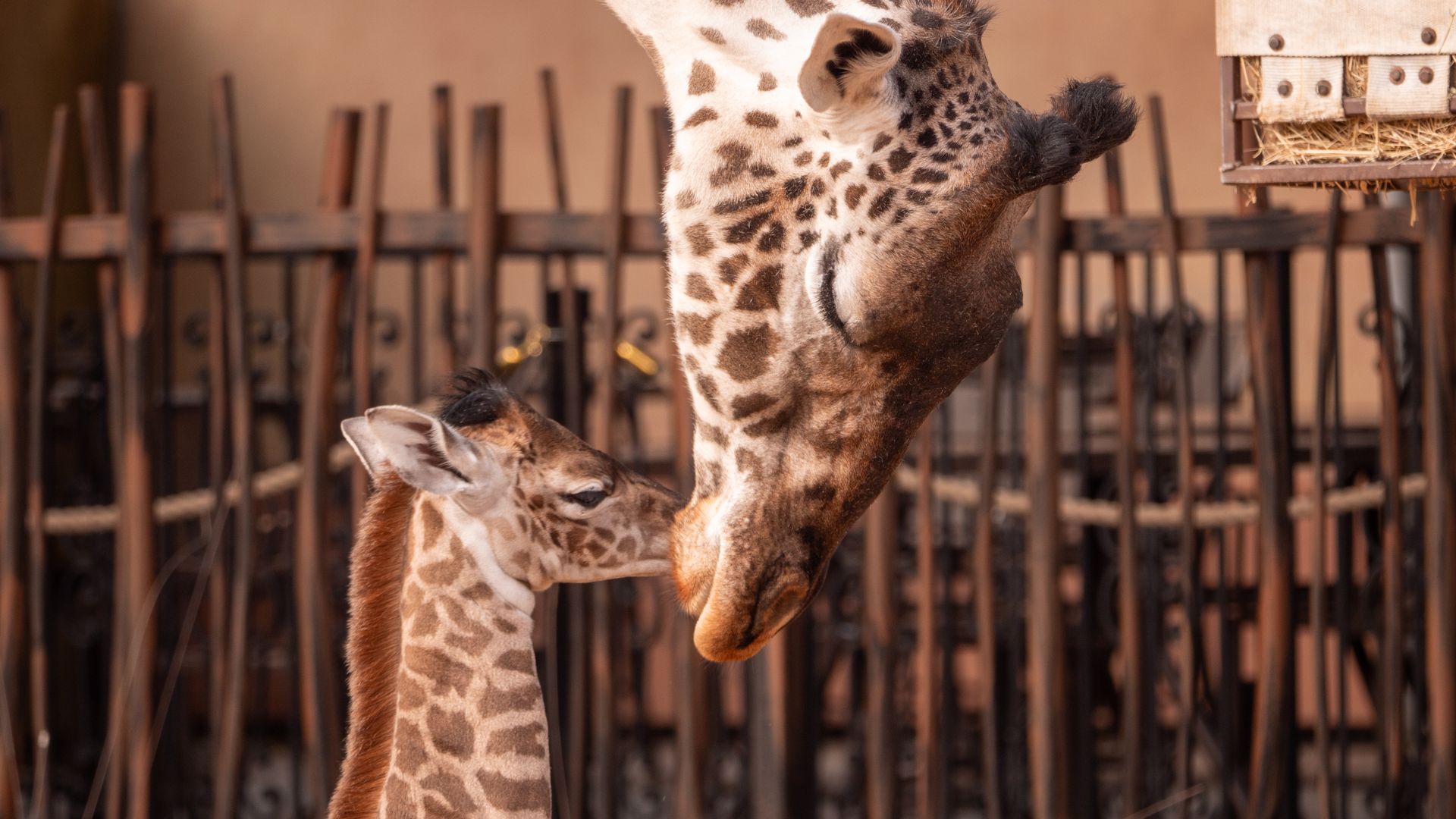 A mother giraffe leans down to face her youngling at the Houston Zoo