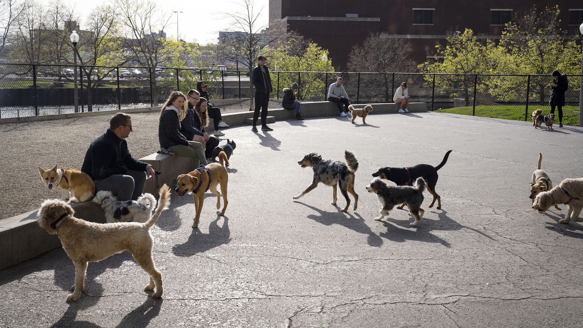 Photo of dogs at a dog park 