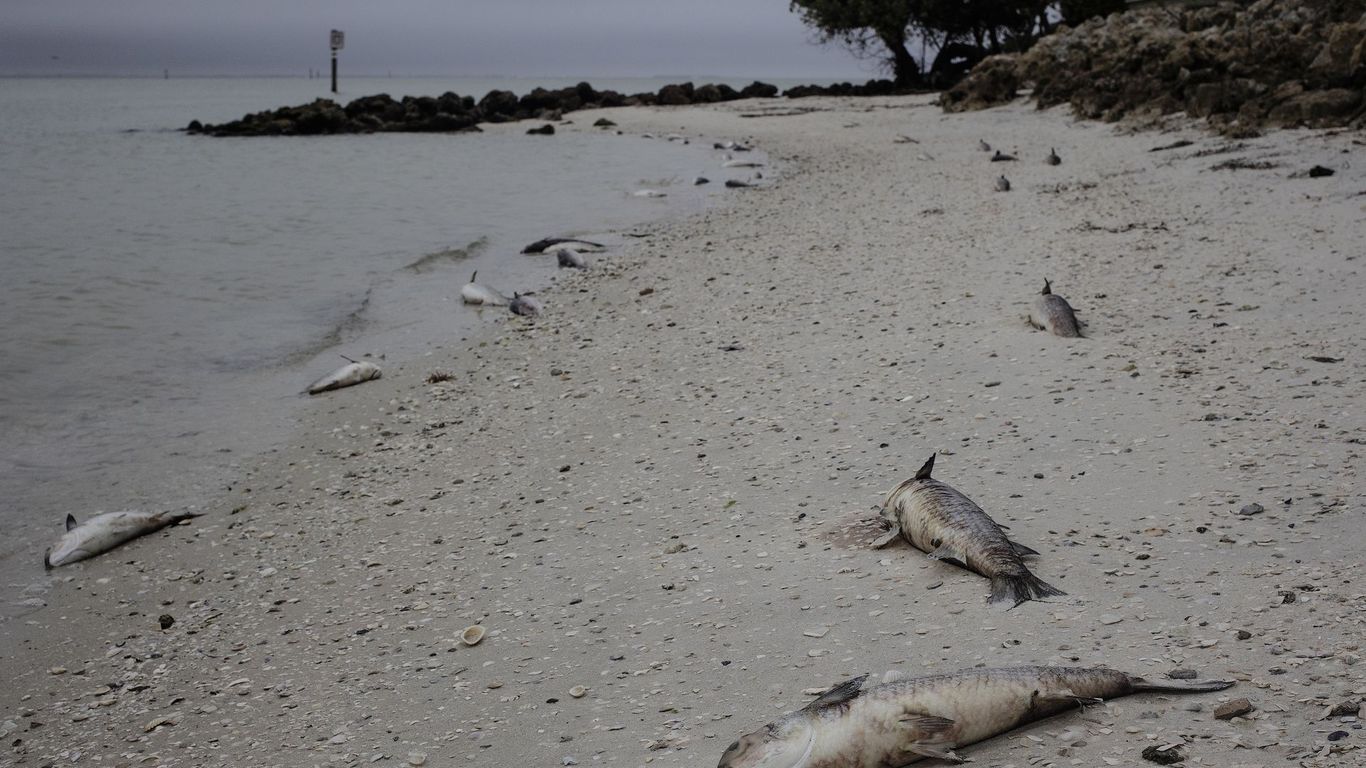 Red Tide discovered on Sarasota beaches Axios Tampa Bay