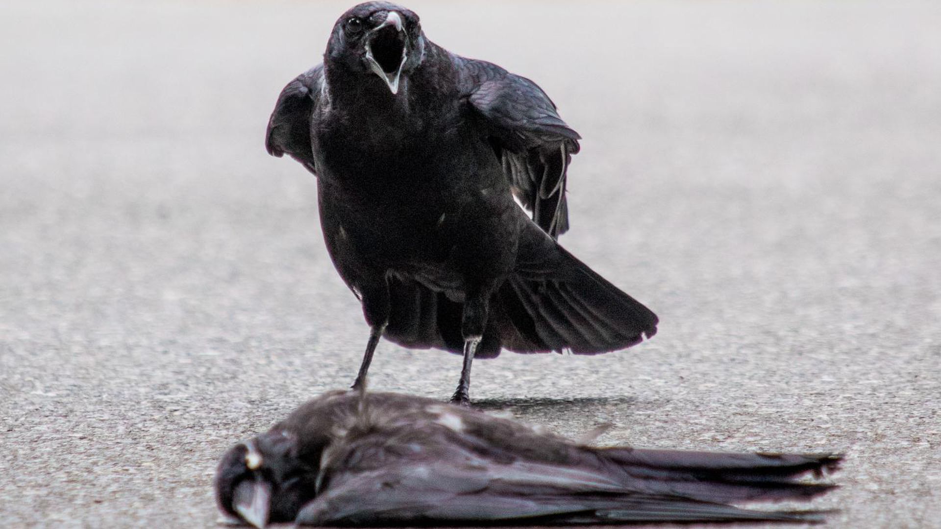 An American crow next to the body of a dead crow.