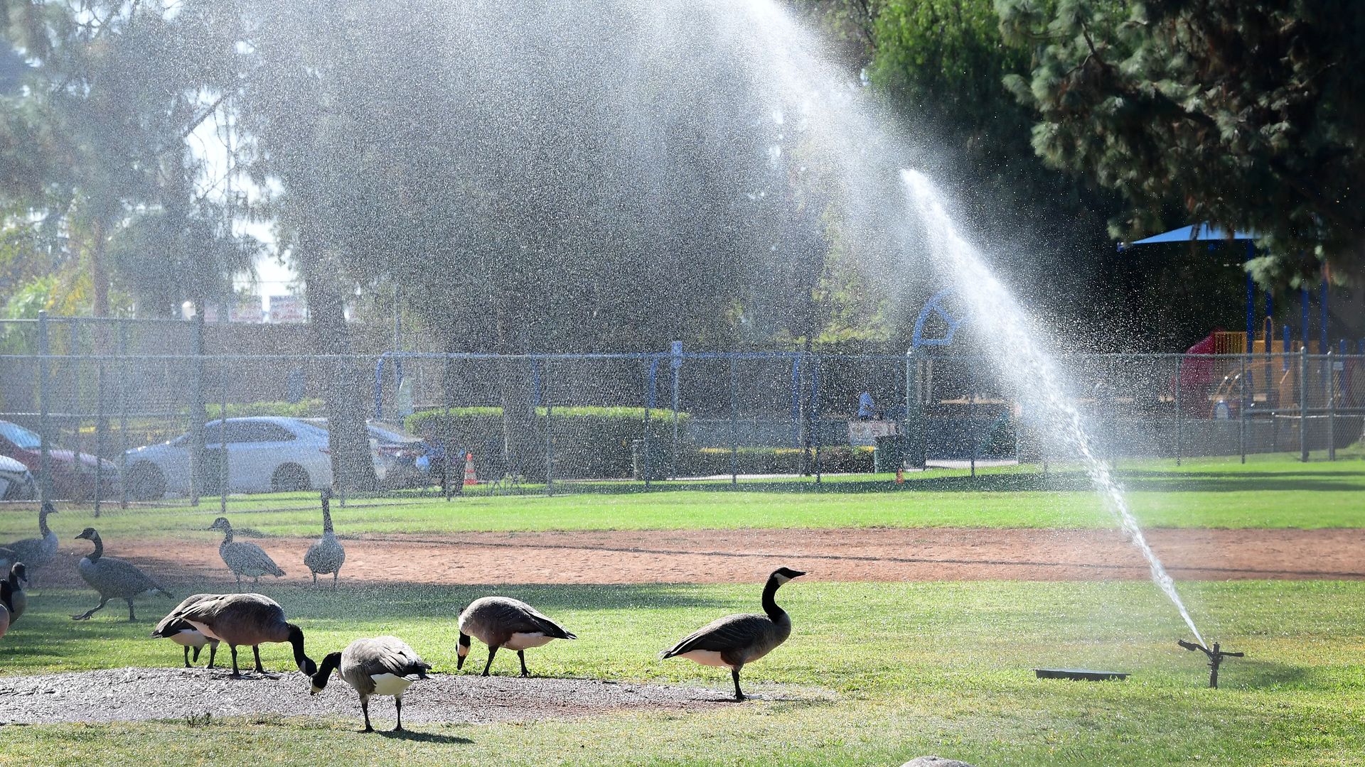  Ducks roam the infield as a sprinkler waters a baseball field in Alhambra, California on September 23.