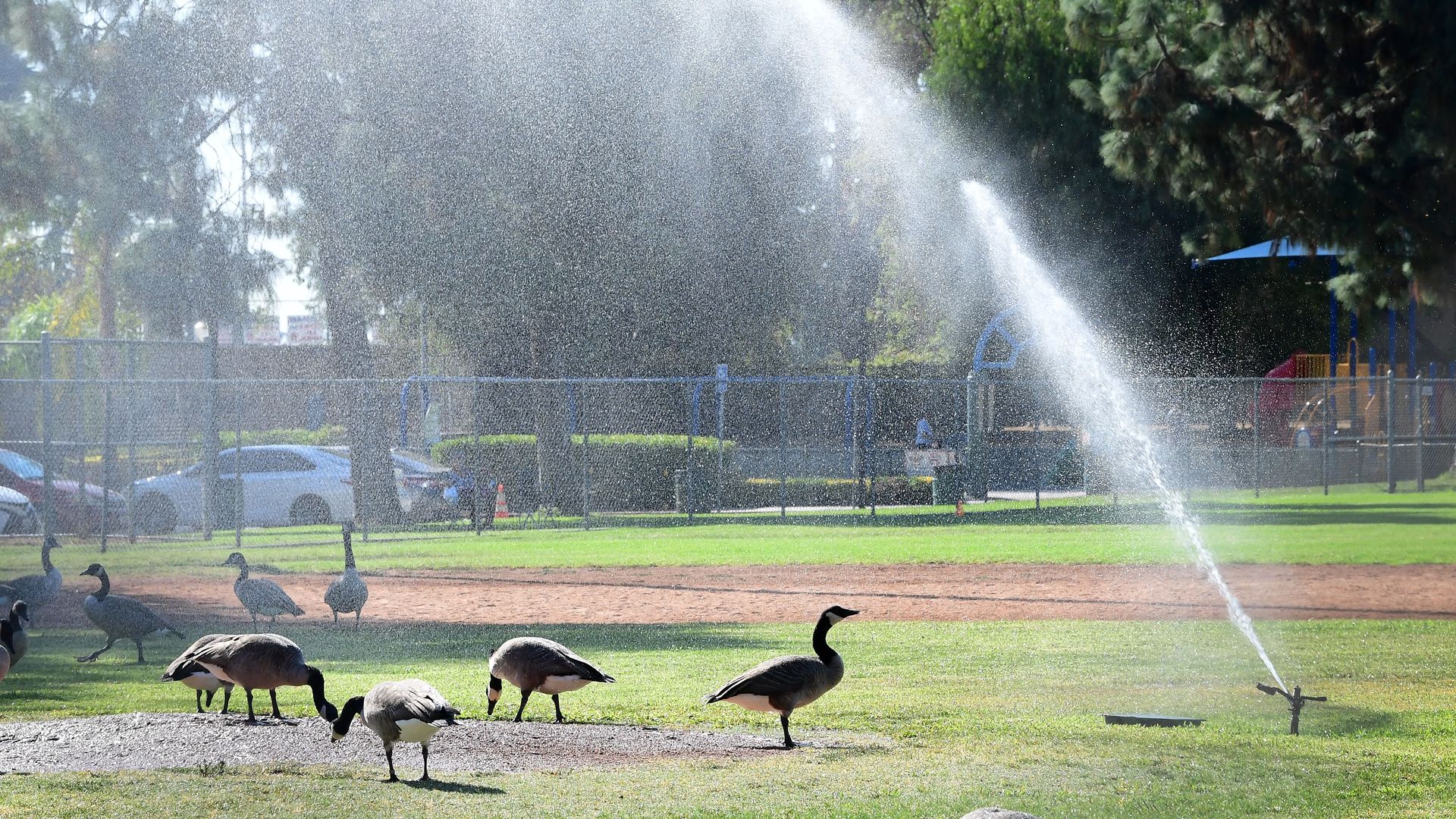 Ducks roam the infield as a sprinkler waters a baseball field in Alhambra, California on September 23.