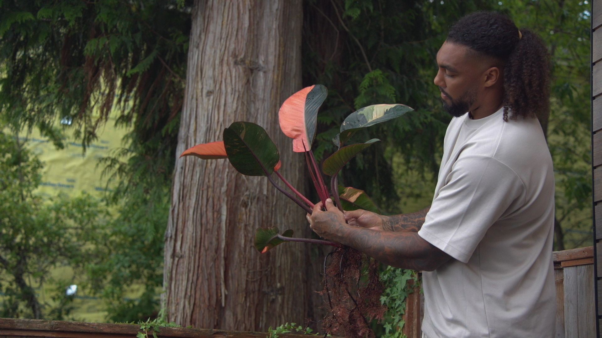 Man with a long curly ponytail in a light gray T-shirt stands outdoors, holding pink and green philodendron leaves on red stems near a large tree trunk and a wooden fence.