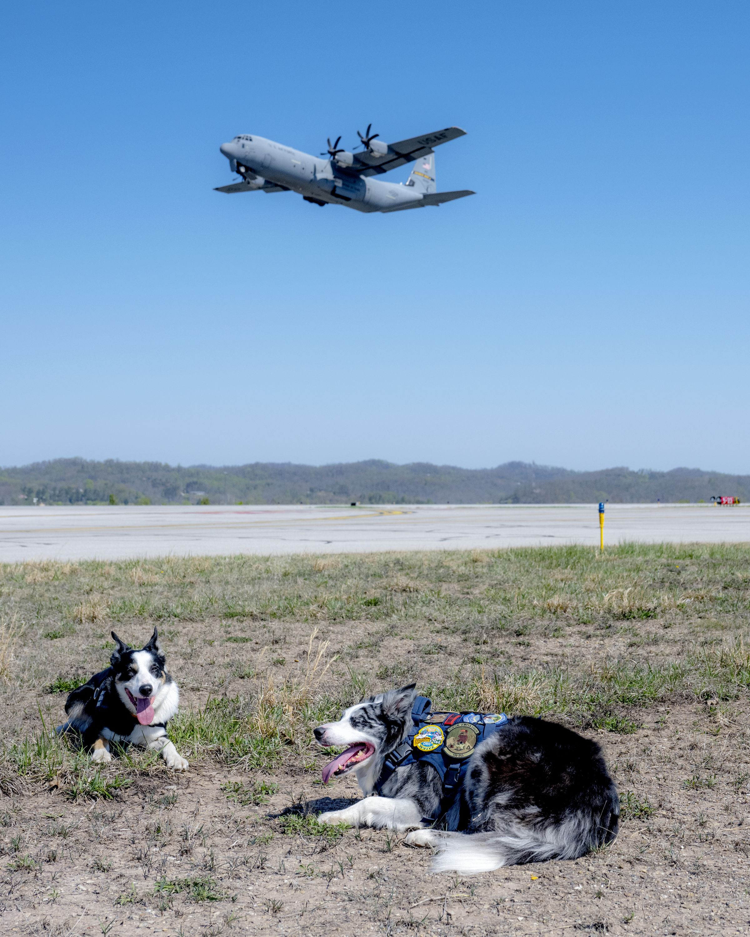 Ned (L) and Hercules at the West Virginia International Yeager Airport. Photo: Rich-Joseph Facun/For The Washington Post via Getty Images