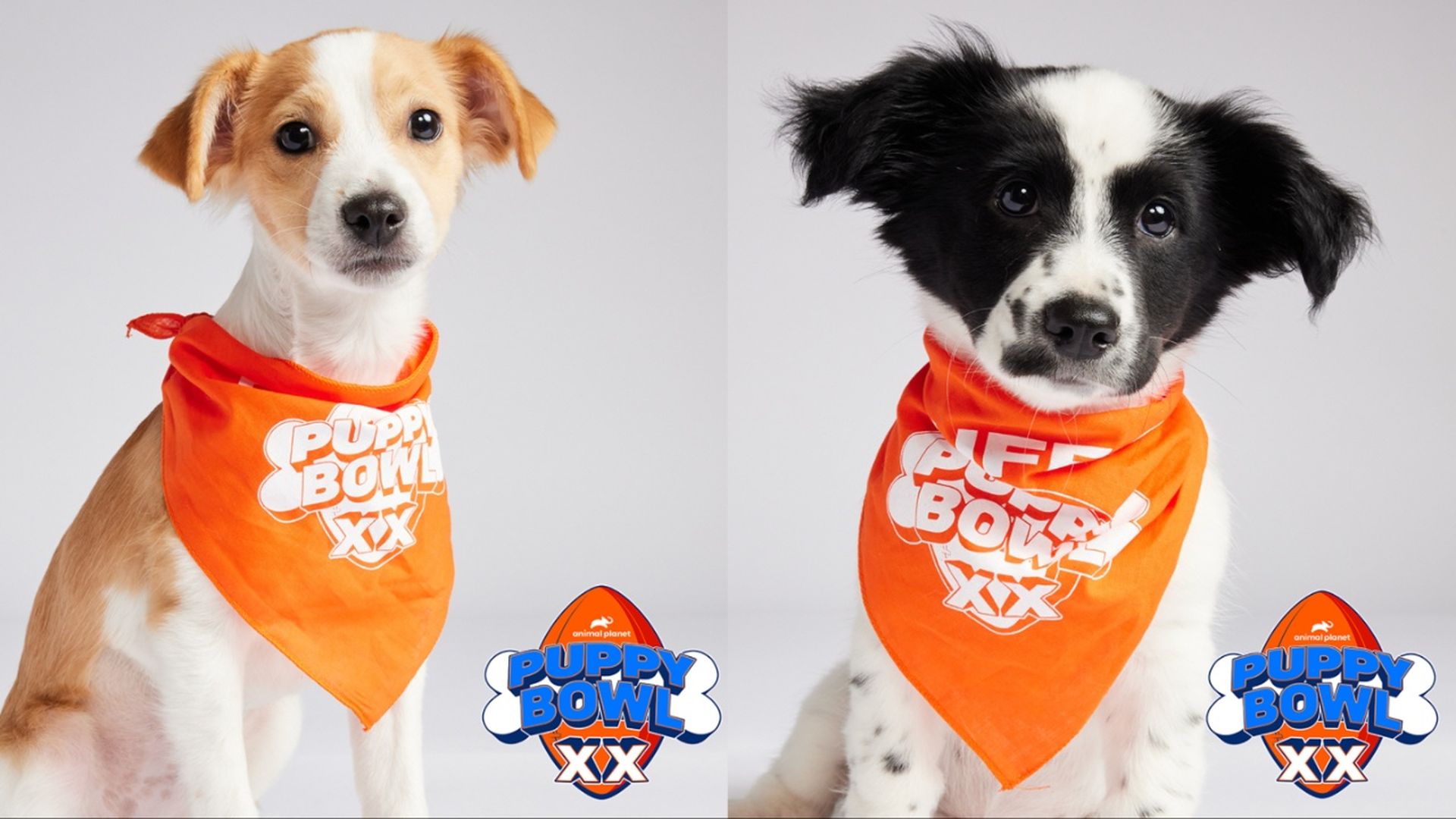 Two puppies pictured side by side, one with orange and white fur, the other with black and white fur. They're both wearing orange "Puppy Bowl XX" bandanas.