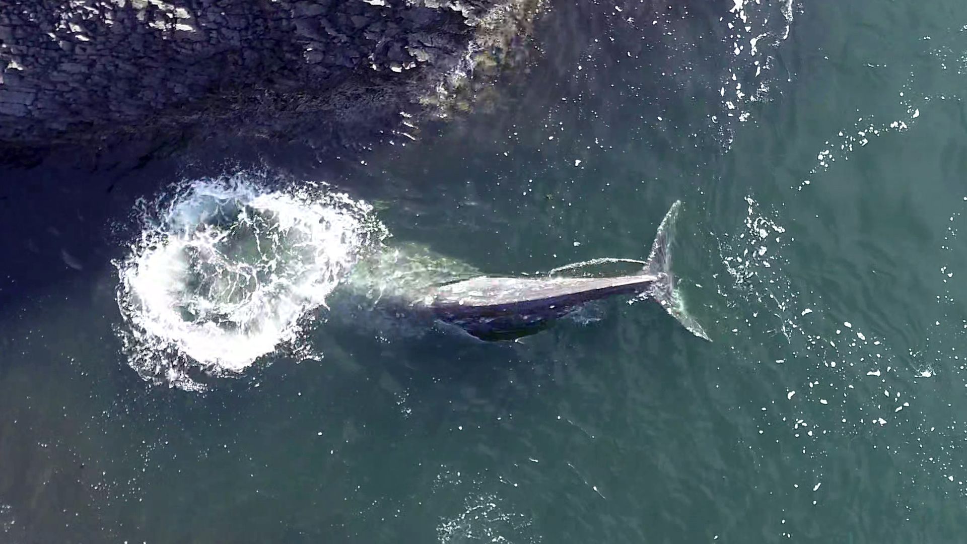A drone photo of a whale blowing air up to the ocean surface.