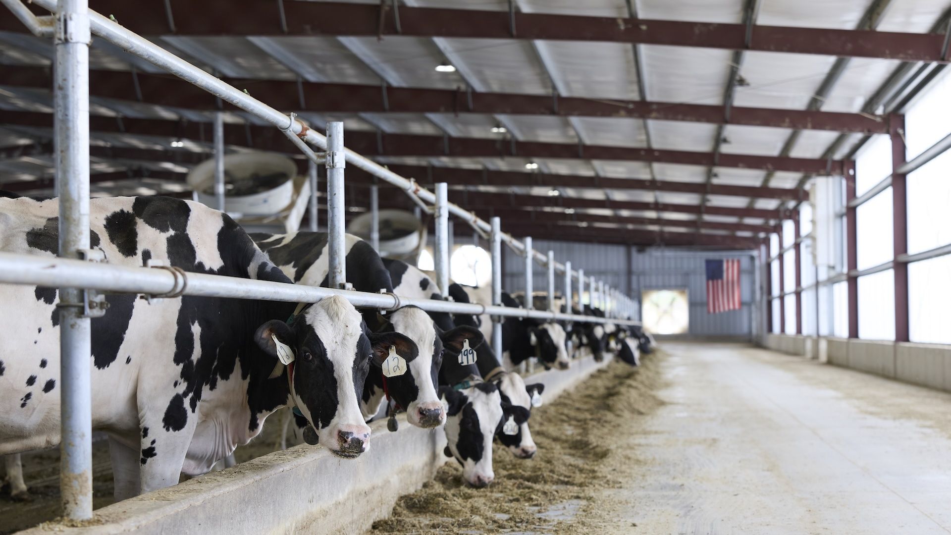 Inside a dairy barn, rows of black-and-white Holstein cows lean over a trough in metal stalls. Red beams, bright overhead lights, and an American flag visible at the far end.