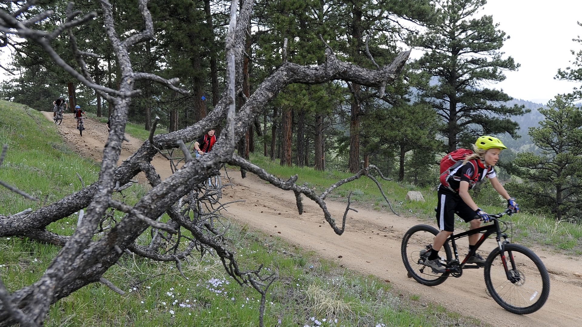 Mountain bike trail in a pine forest, with a large twisted fallen branch across the foreground. Several riders wearing helmets ride the dirt path, one with a yellow helmet; green hills in the background.
