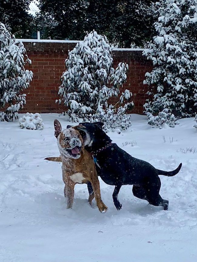 Two dogs playing in the snow. 