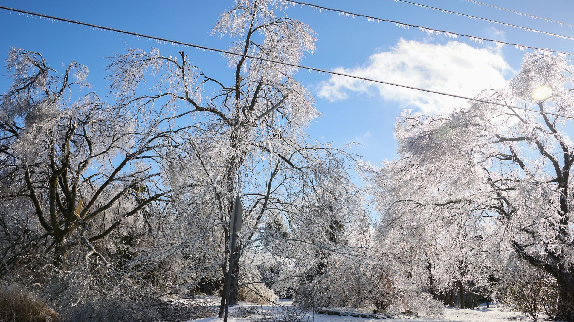 Frozen trees and power lines in East Nashville after the January storm.