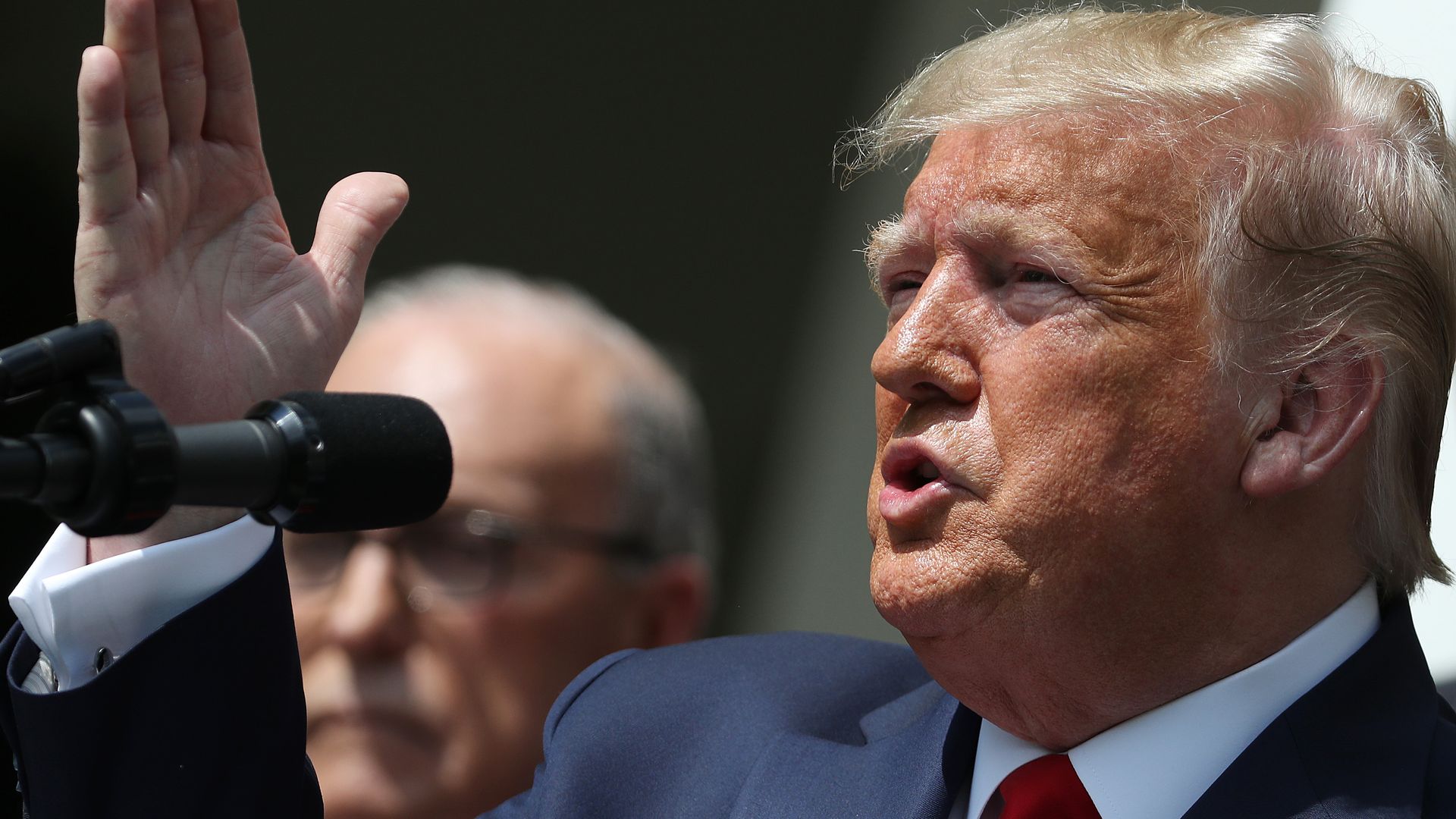 Donald trump in the rose garden