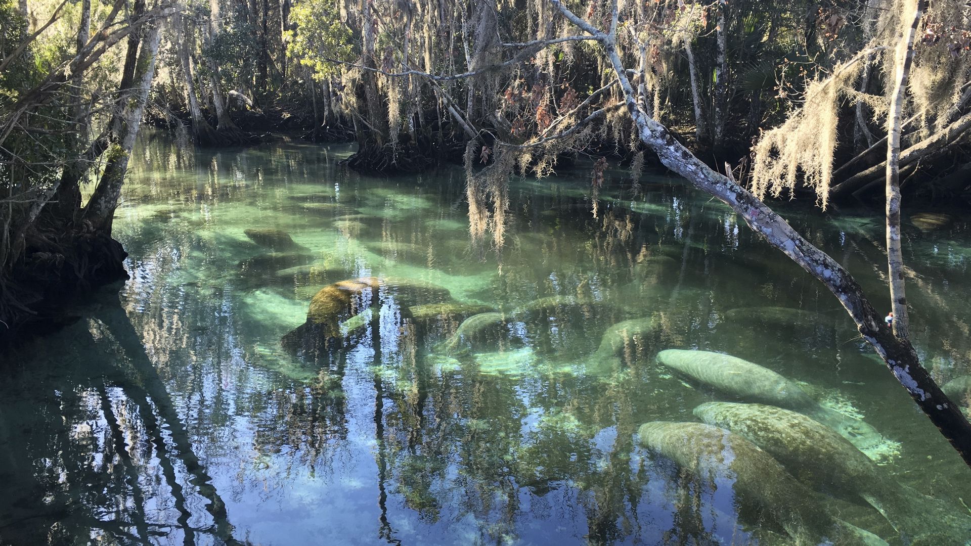 In a Thursday, Feb. 11, 2016 file photo, manatees crowd into 72-degree springs, seeking warmth from cold Gulf temperatures, at Three Sisters Springs in Crystal River Fla.