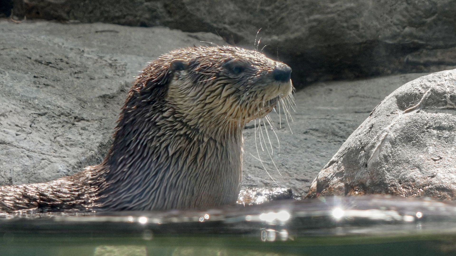 Close-up of a wet otter with long whiskers on gray rocks by the water, looking to the right, its brown fur slick and glistening.