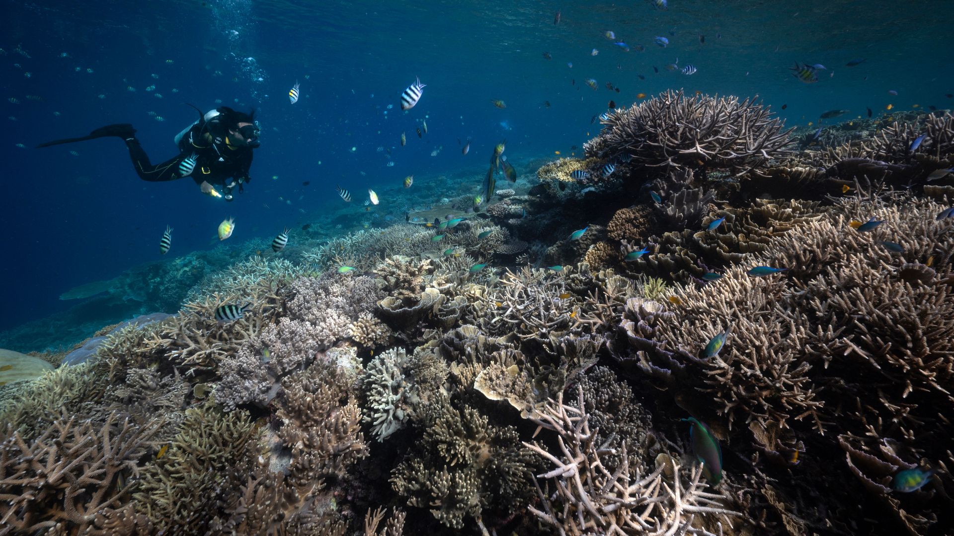 Bleached corals in the waters of Raja Ampat Regency in east Indonesia's West Papua region in 2023.