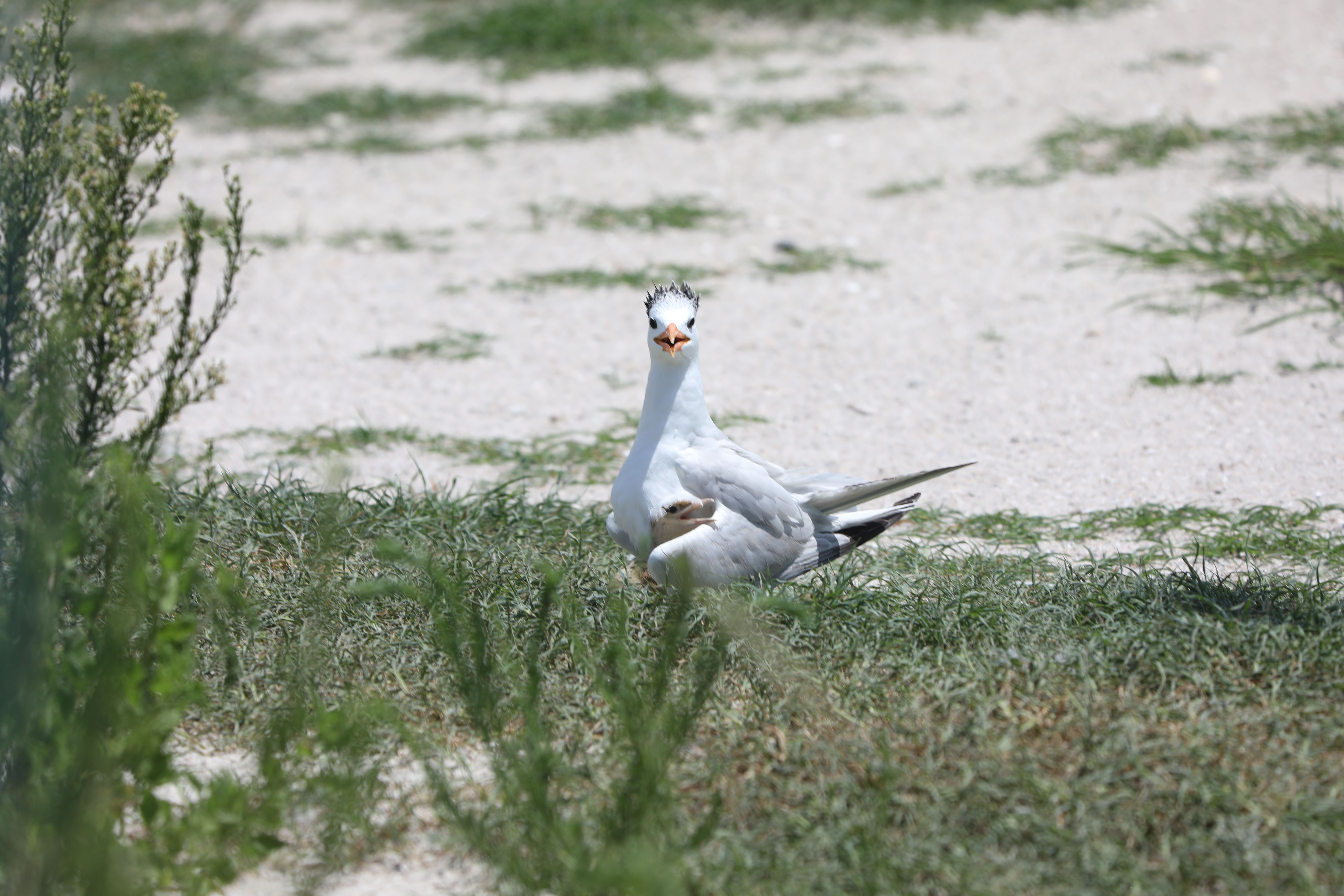 A chick huddles in the wing of an adult white bird with an orange bill, staring directly at the camera. 