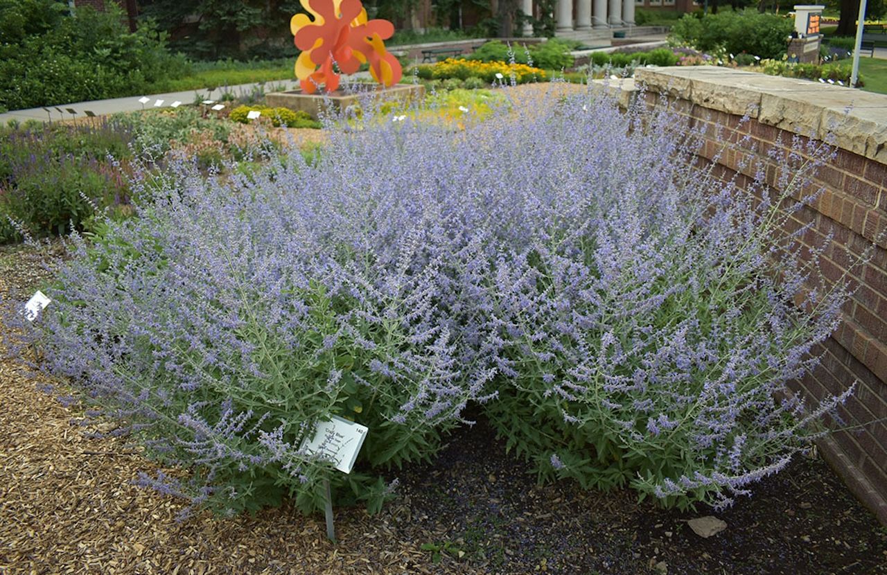 9 great perennials to plant in Colorado - Axios Denver