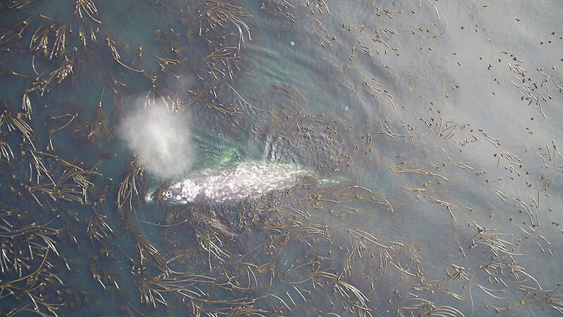 An aerial photo showing a kelp field with a gray whale bursting air from its blow hole.