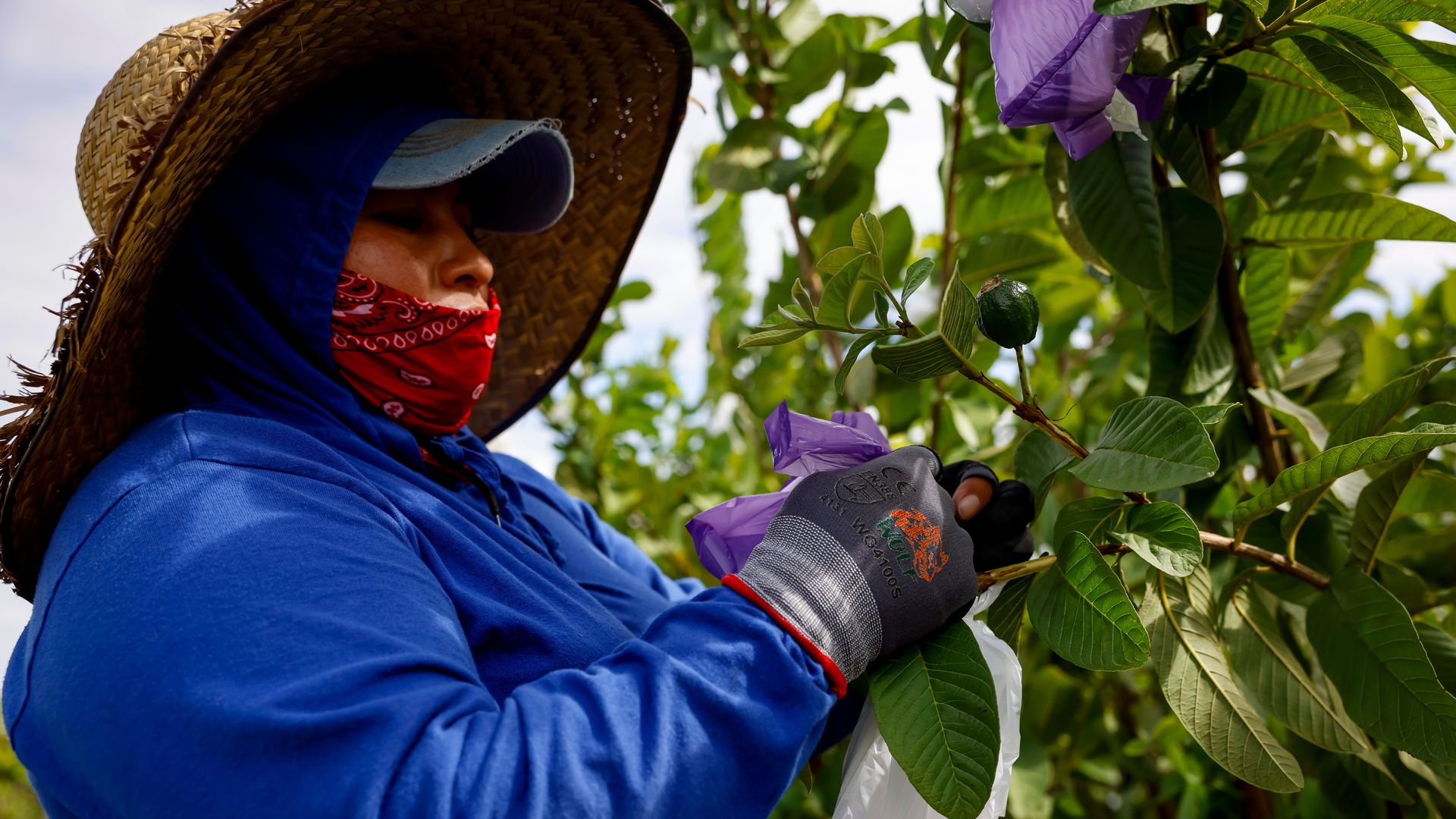HOMESTEAD, FL - NOVEMBER 2: Marta Gaspar, a farm worker, covers guava fruits from pests with plastic bags at a farm on November 2, 2023 in Homestead, Florida. 