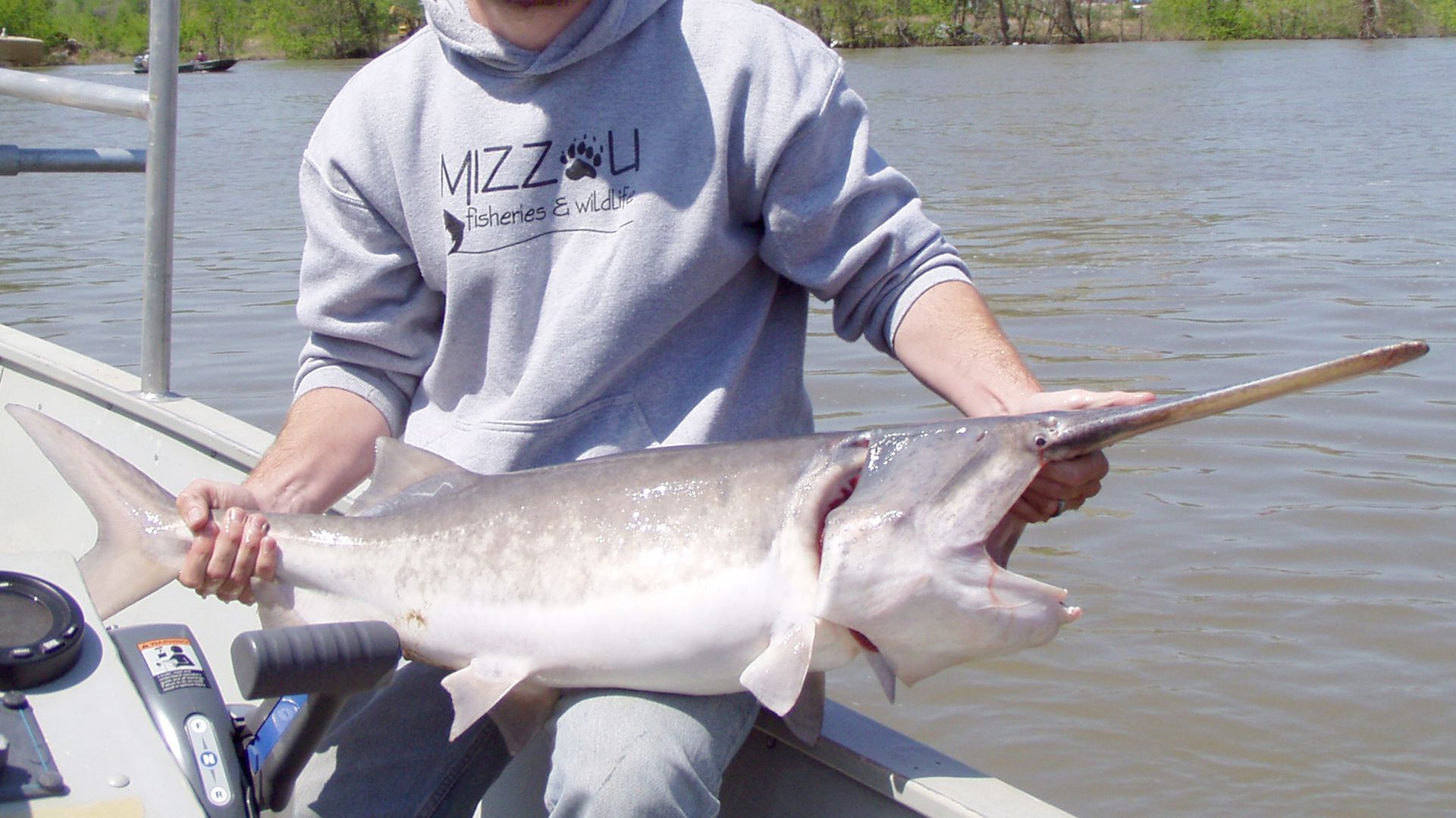 A photo of a fisherman holding a large paddlefish