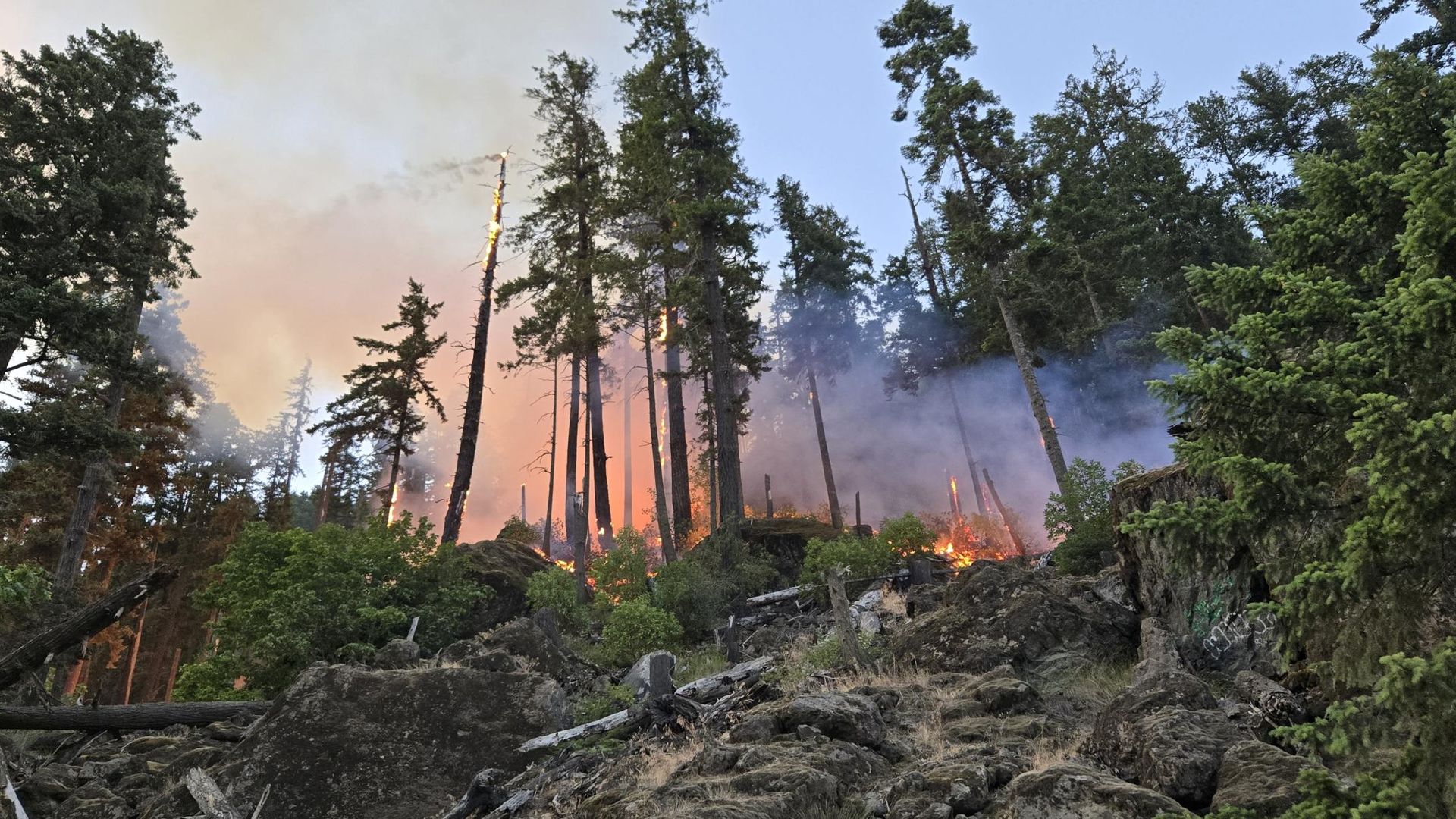 A photo of wildfire and smoke glowing red behind tall dark trees on a hill. 