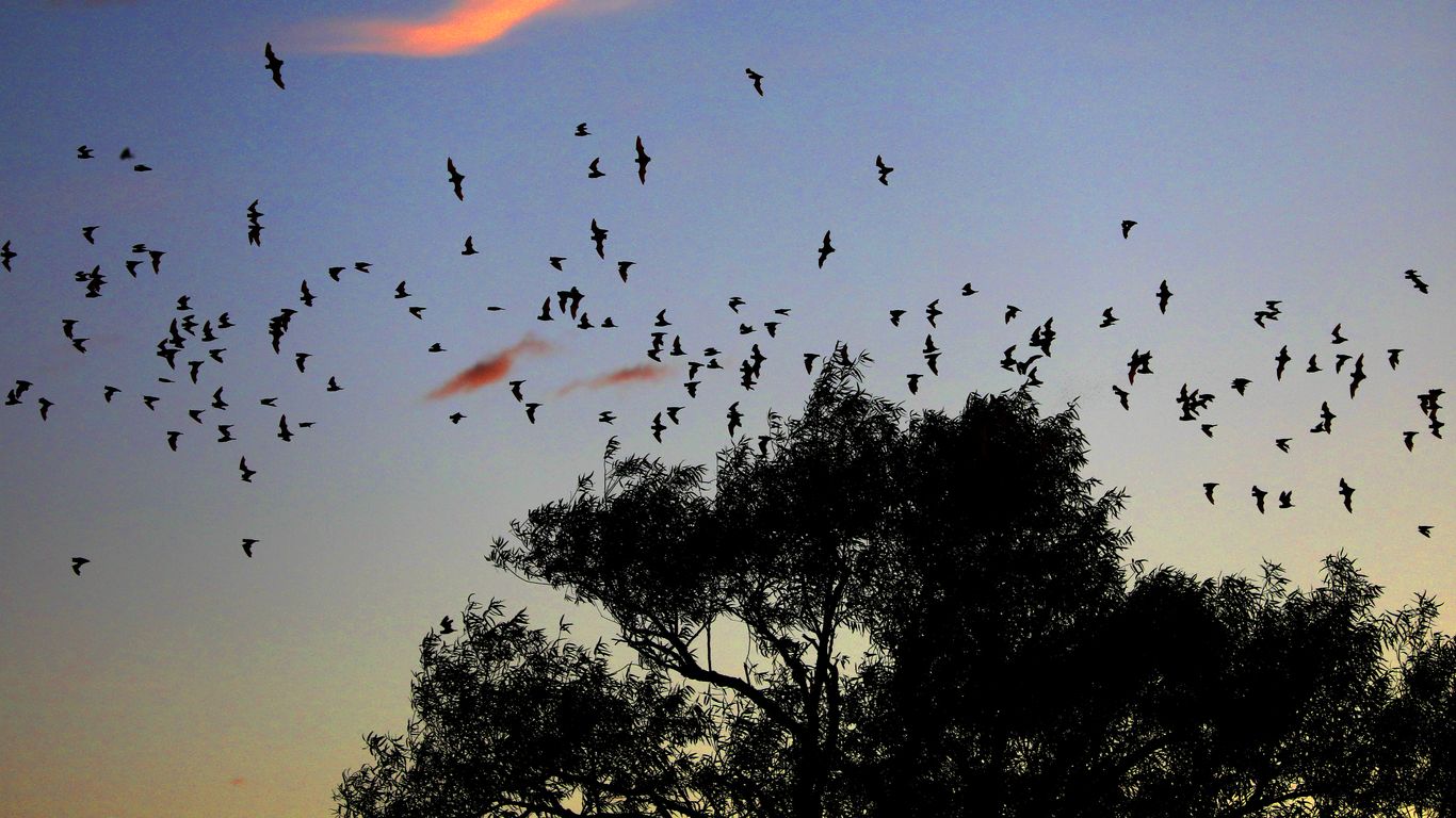 How to help Pennsylvania's bats