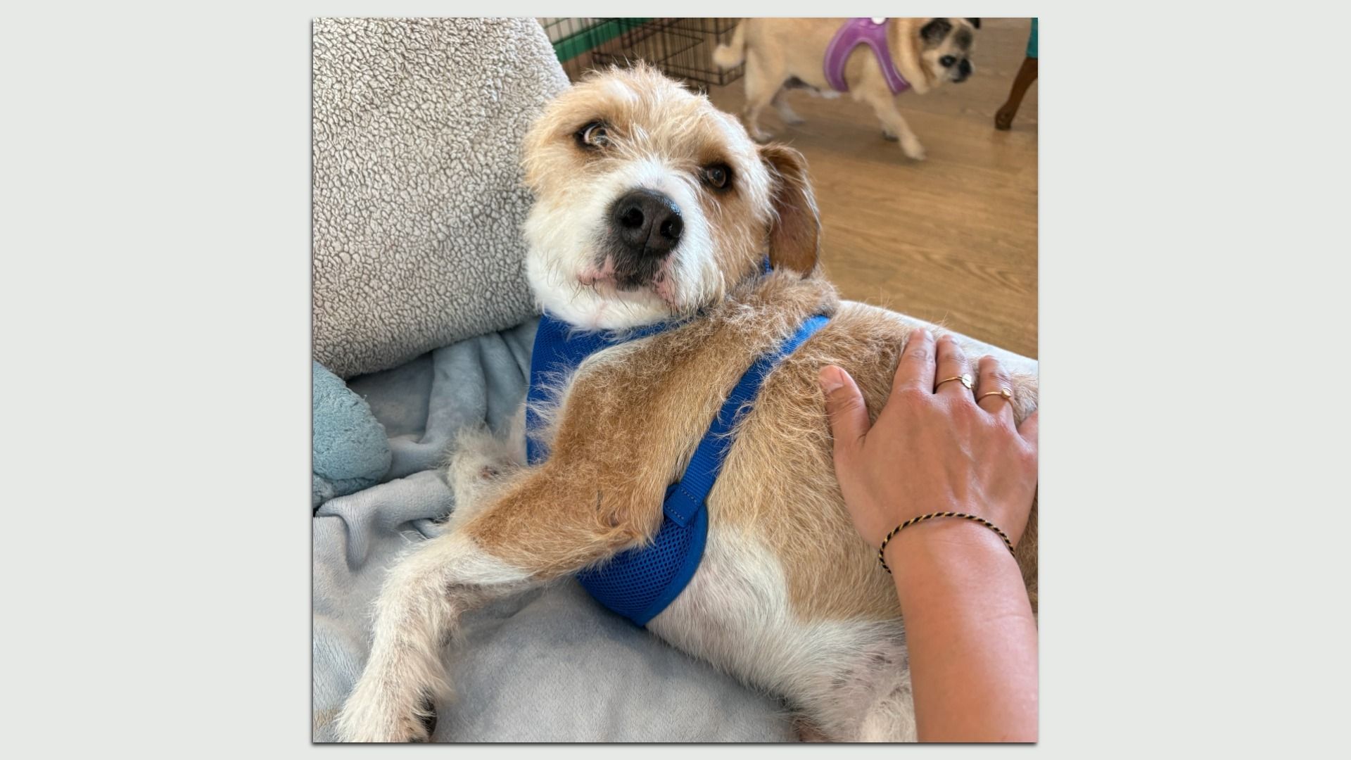 A scruffy tan and white dog wearing a blue harness rests on a blanket, being petted by a person with rings and a bracelet; another small dog in a purple harness is in the background.