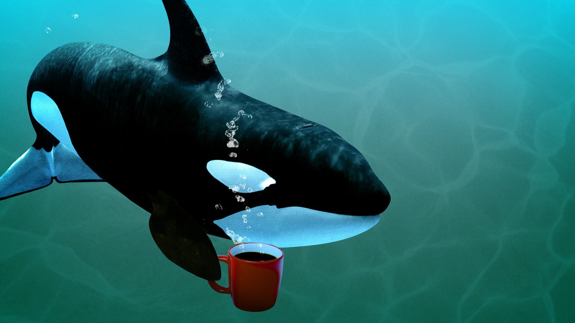 Illustration of an orca holding a coffee cup.