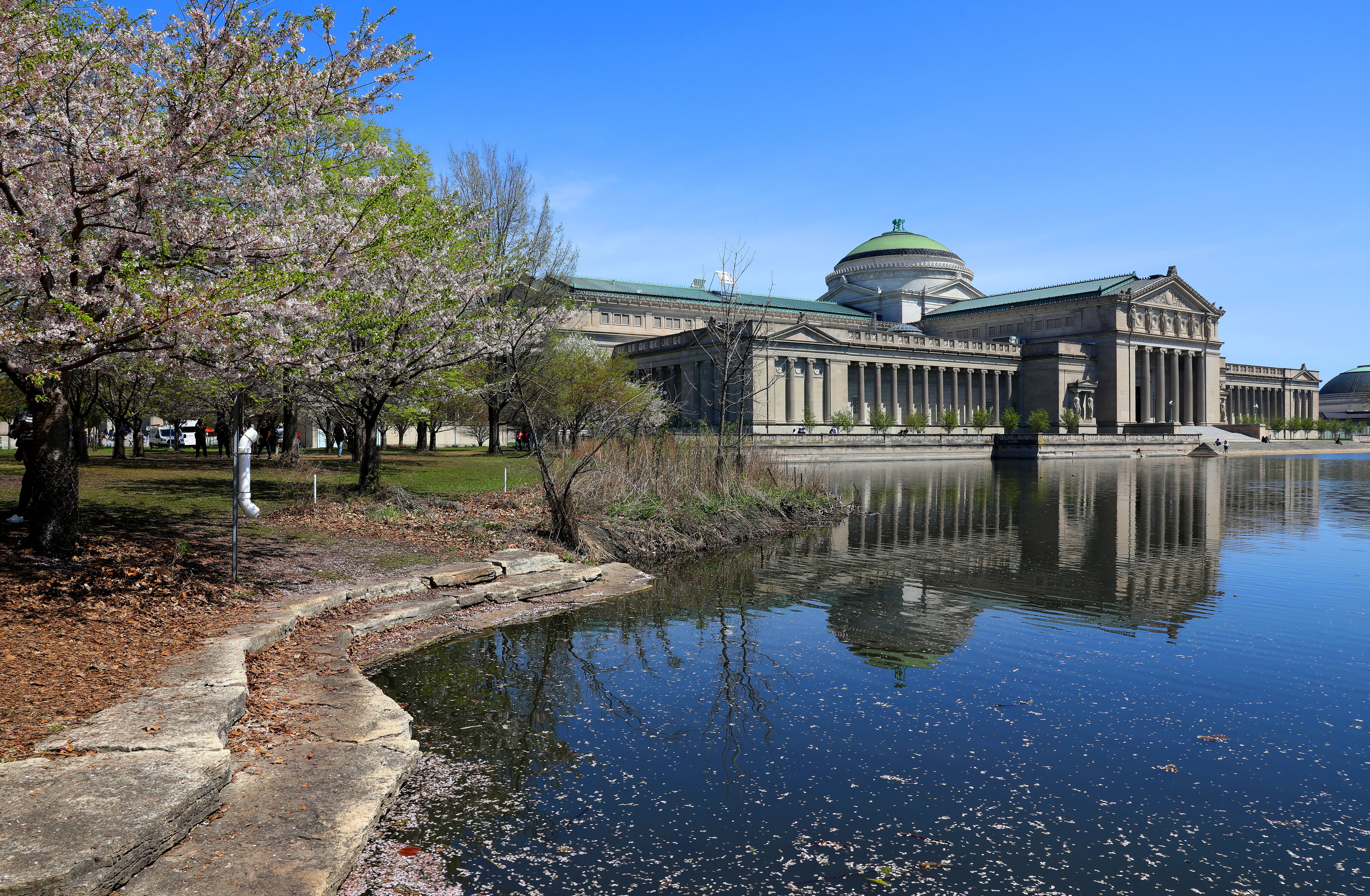 Large neoclassical building with green dome by a reflective pond, cherry blossom trees with pink flowers on the left, clear blue sky, and stone walkway along the water.
