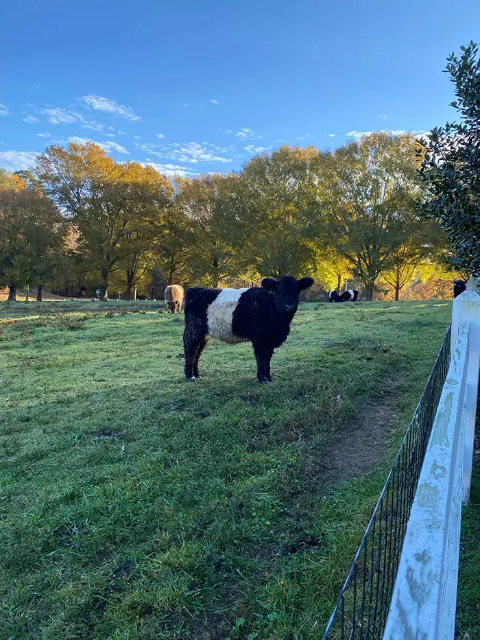 Belted Galloway cow at Fearrington Village