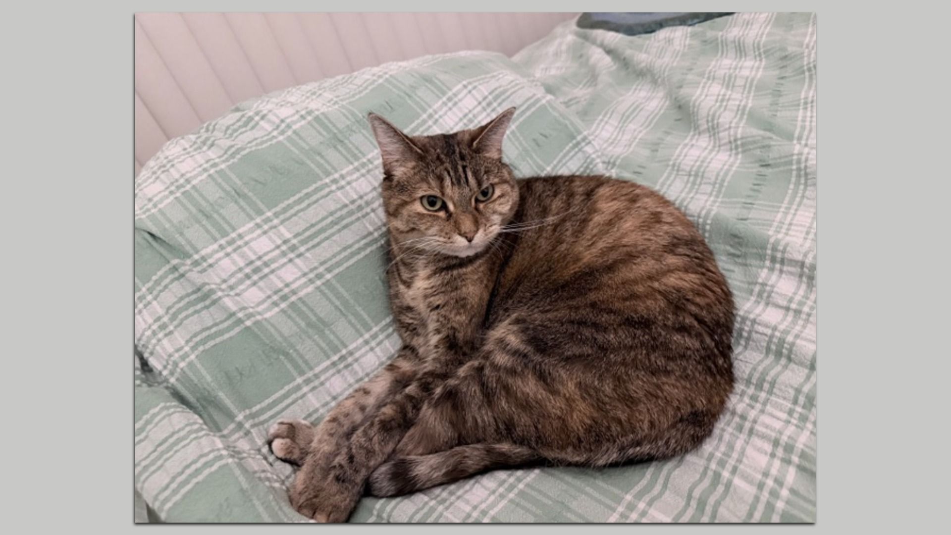 Brown tabby cat with stripes lounging on a green plaid blanket, facing the camera with green eyes, resting on a bed.