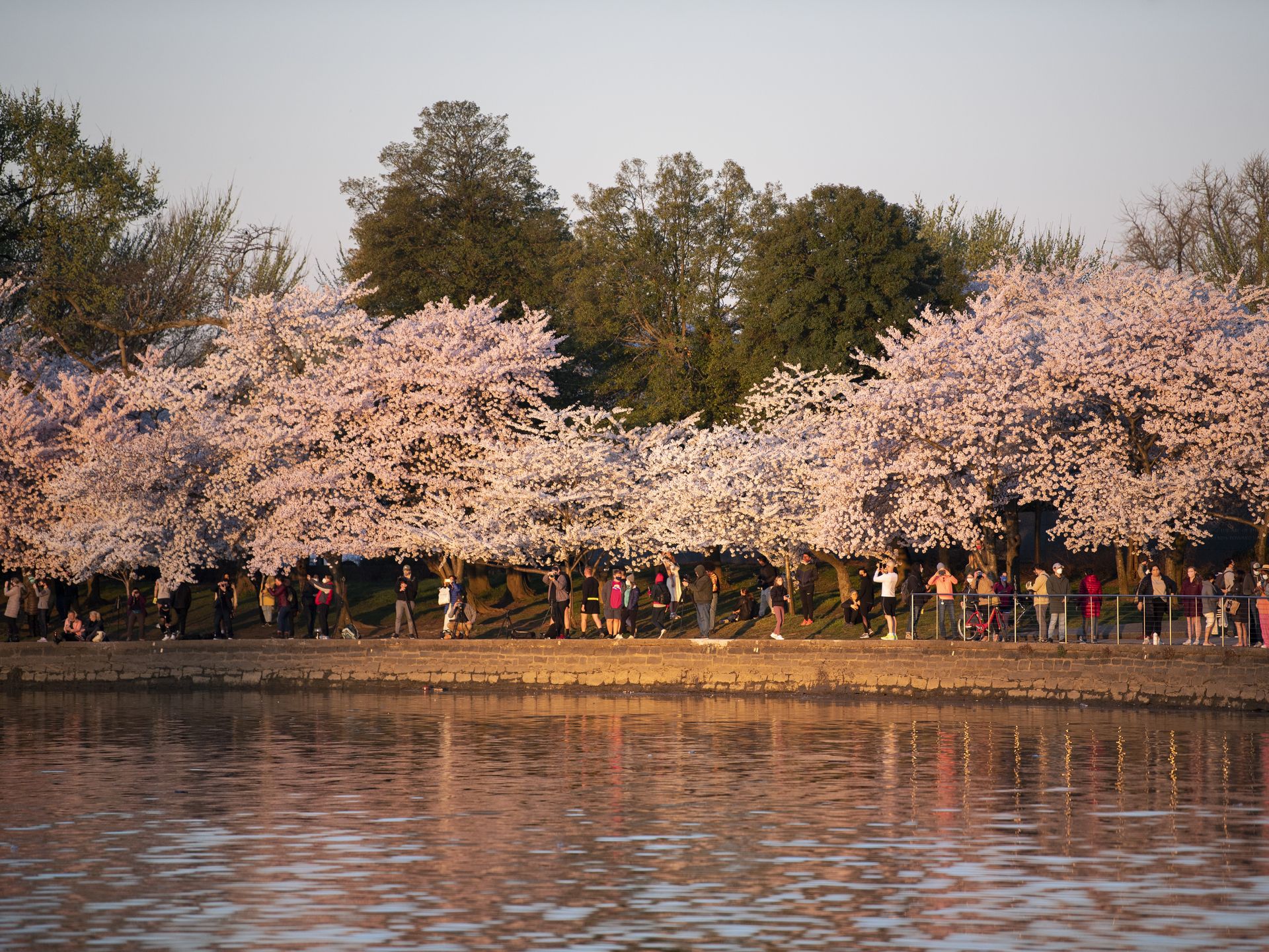 washington cherry blossoms