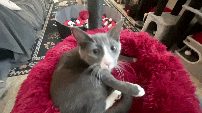 A grey and white cat sniffs the camera that pans up into a cat lounge. 