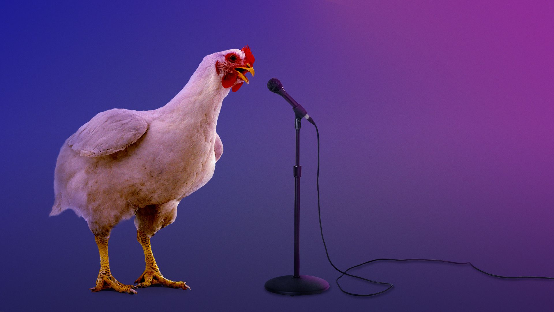 Illustration of a chicken singing into a microphone. 