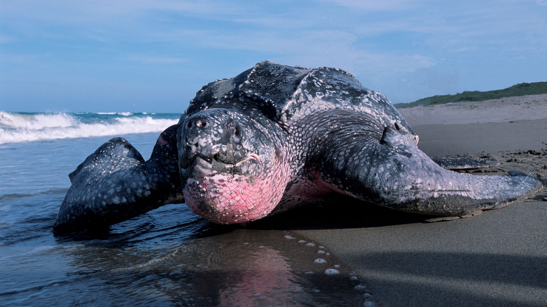 A leatherback sea turtle