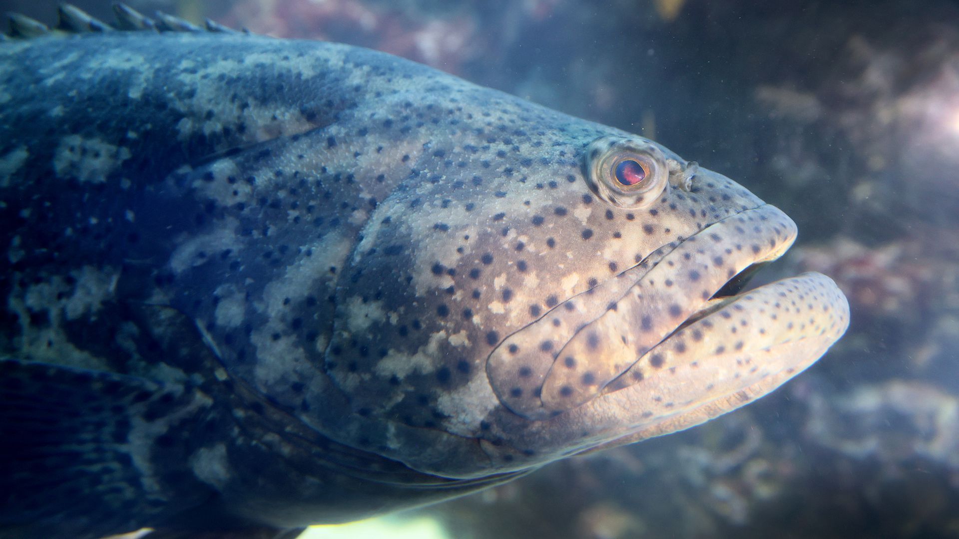 A grouper