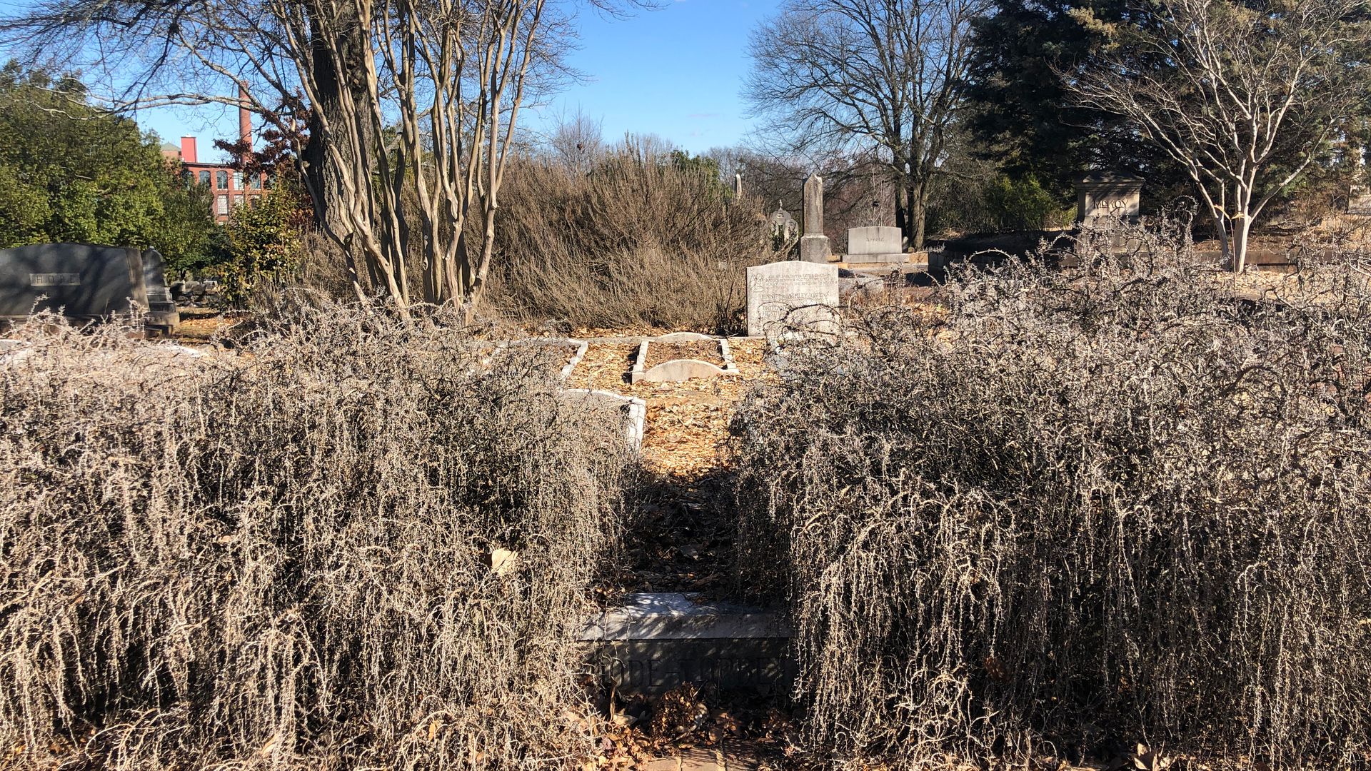 A photo of frozen and dead rosemary bushes in a historic cemetery
