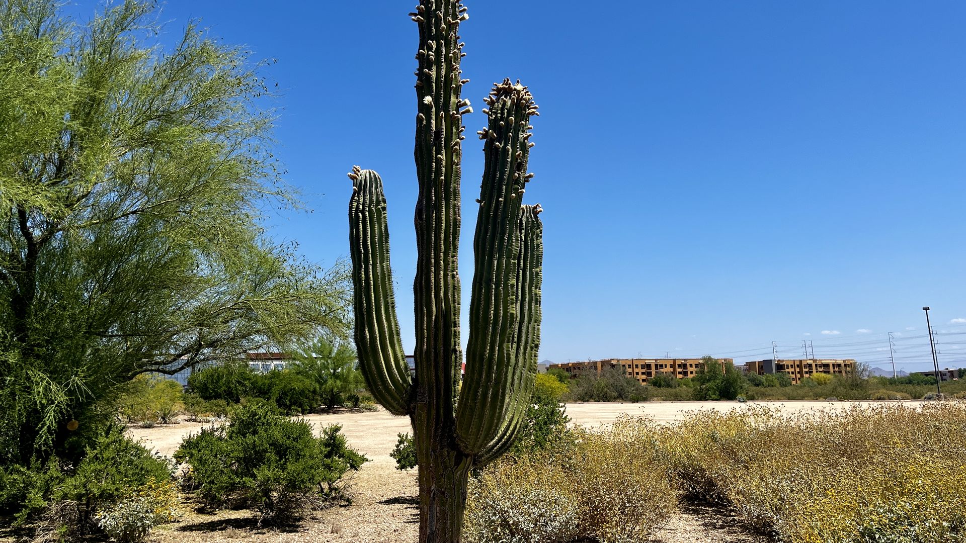 A flowering saguaro cactus with an apartment under construction in the background. 