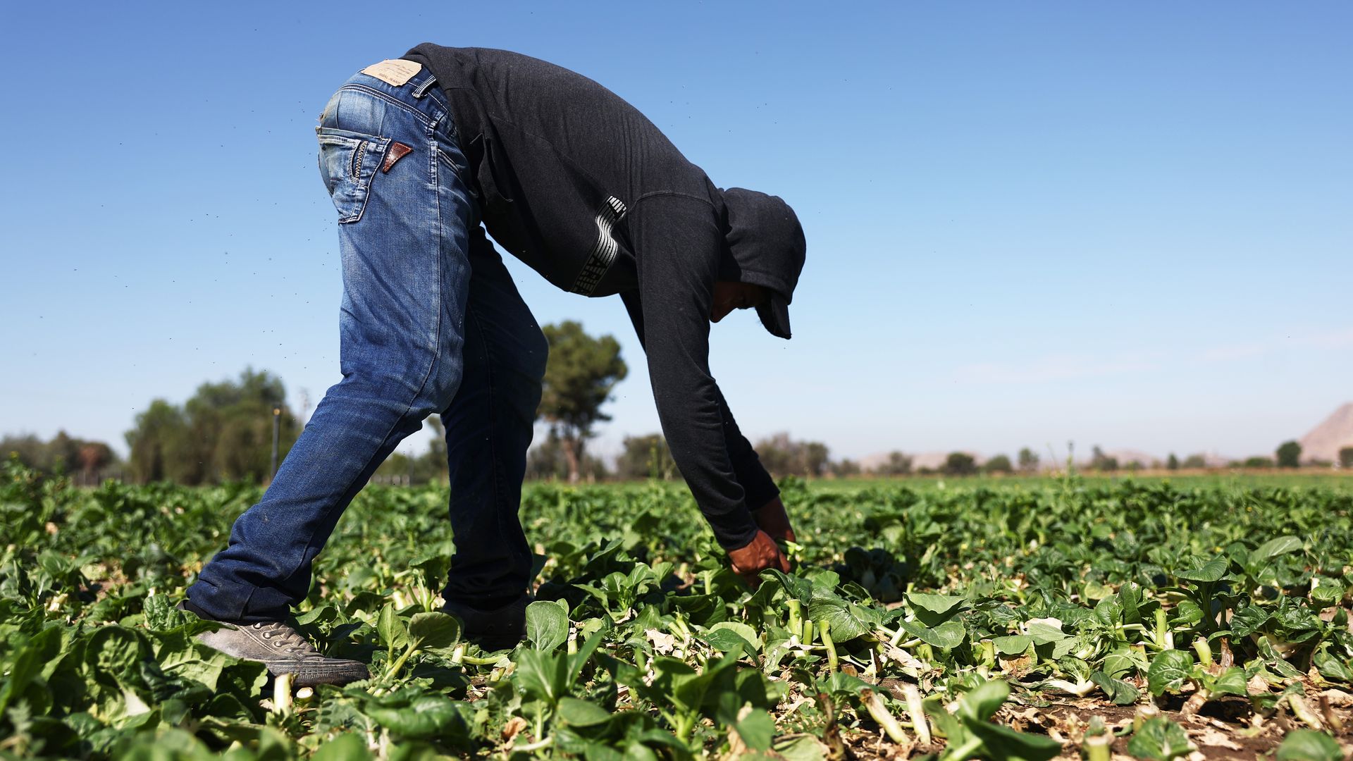 A farmworker wears protective layers while gathering produce in the summer heat, before receiving heat awareness education outreach from the TODEC Legal Center, on August 2, 2023 near Hemet, California