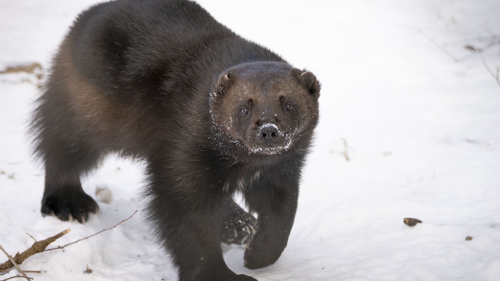 Dark brown wolverine walking on white snow with snowflakes on its face, looking forward in a winter setting.