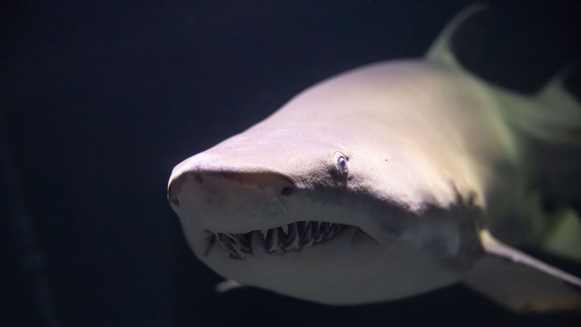 Sand Tiger Sharks on exhibit in Shark Alley