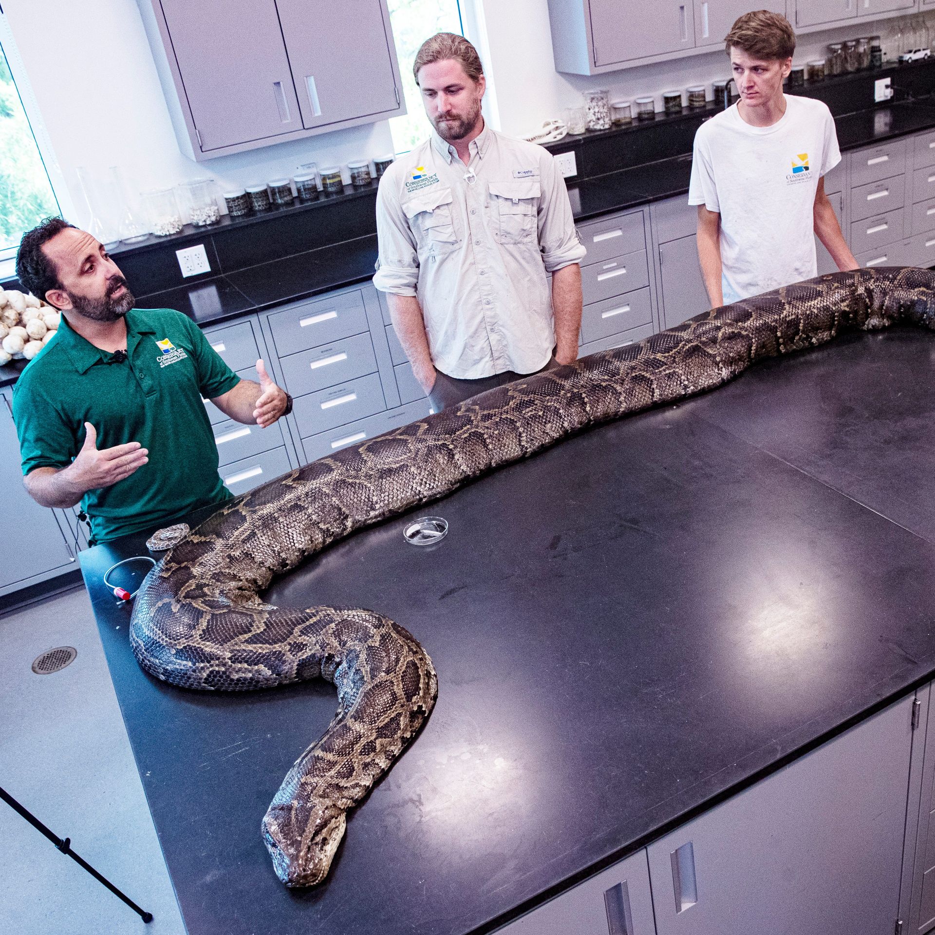 longest snake in the world ever recorded