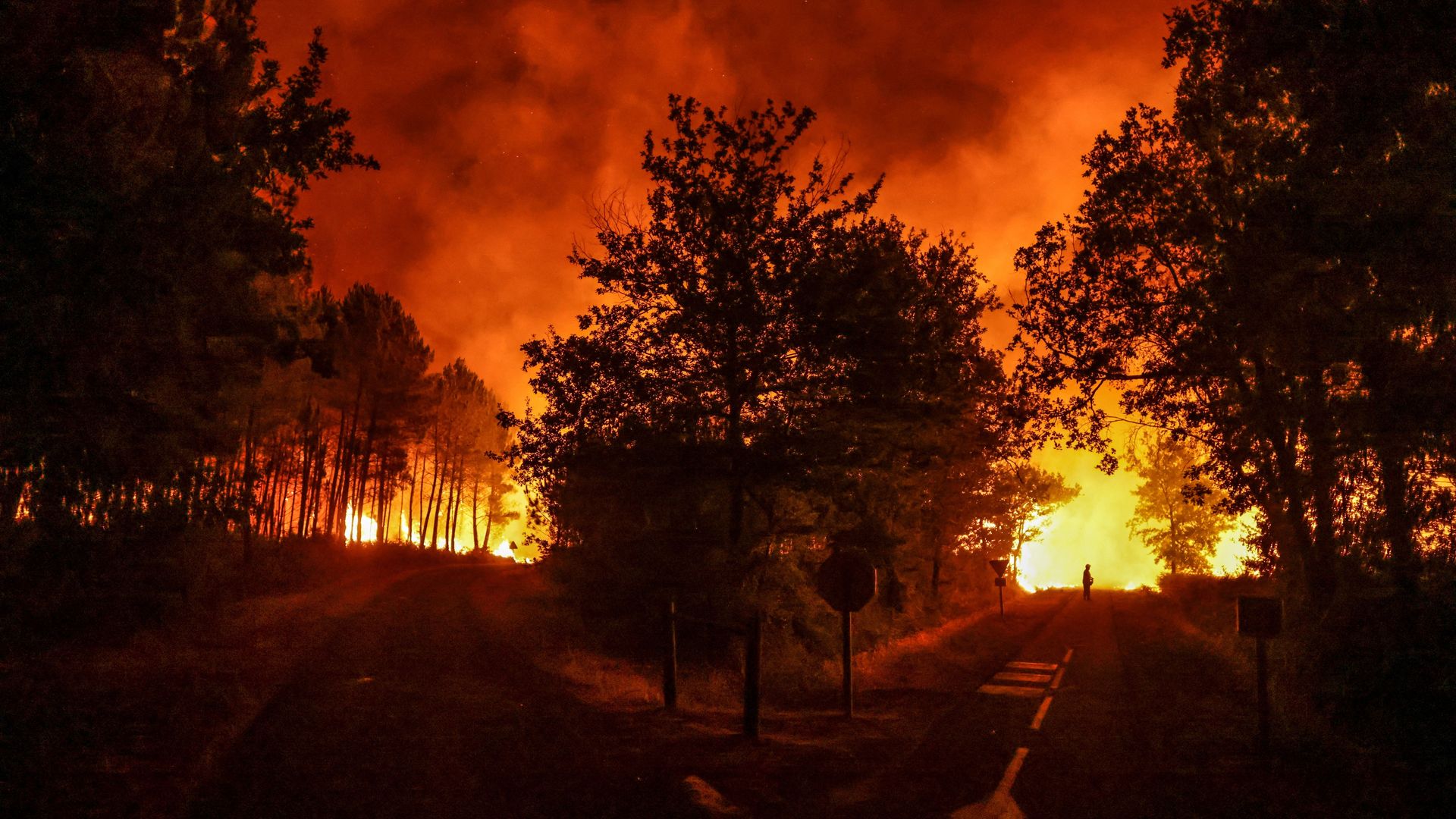 Picture of a wildfire at night with a tree in the middle of the frame.